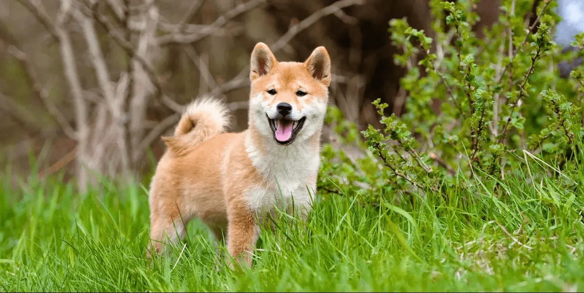 Despite the launch of ShibaSwap, the price of Shiba Inu has remained stable