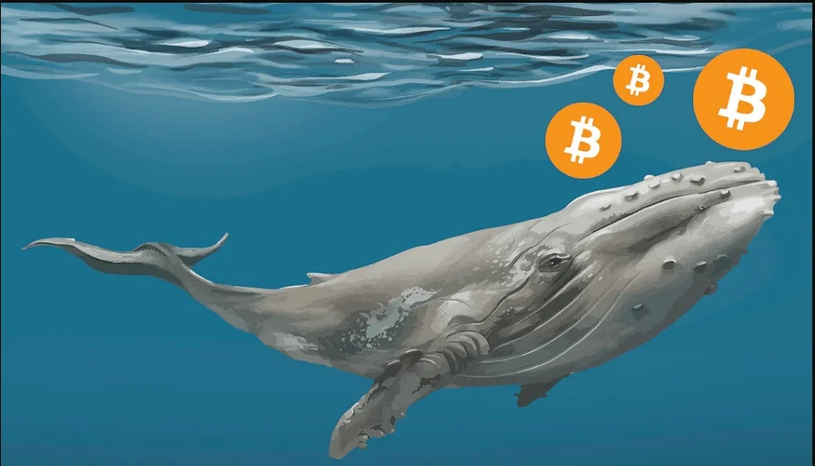 The third largest Bitcoin Whale bought $13M Worth of Bitcoin at $40.5K