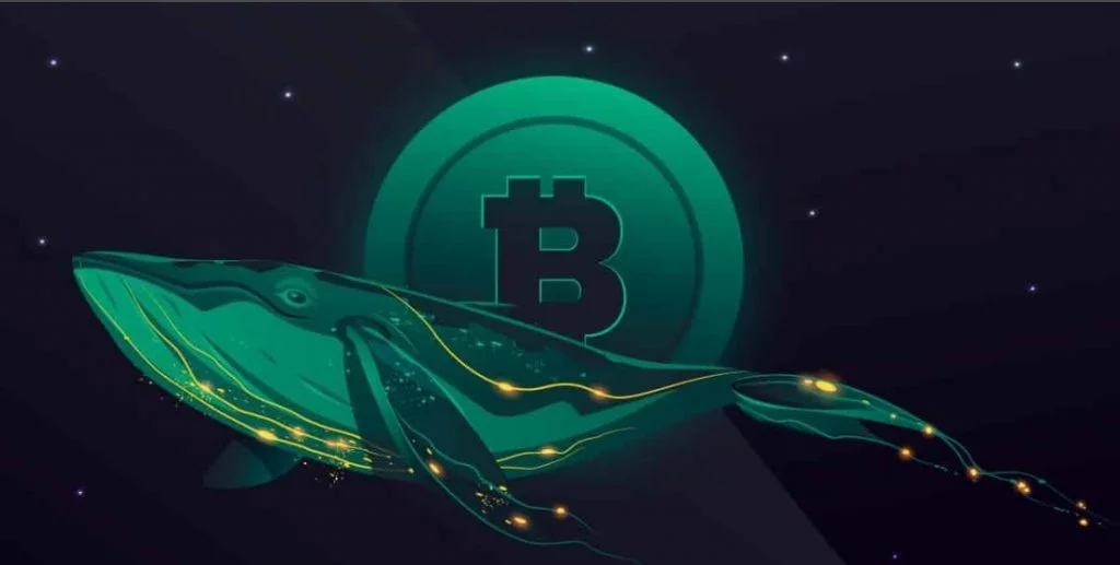 Bitcoin whales buy the dips in this correction, BTC moves above $40k