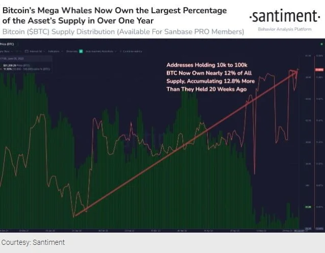 Bitcoin Mega Whale Holdings Hit One-Year High As BTC Recovers Above $31K