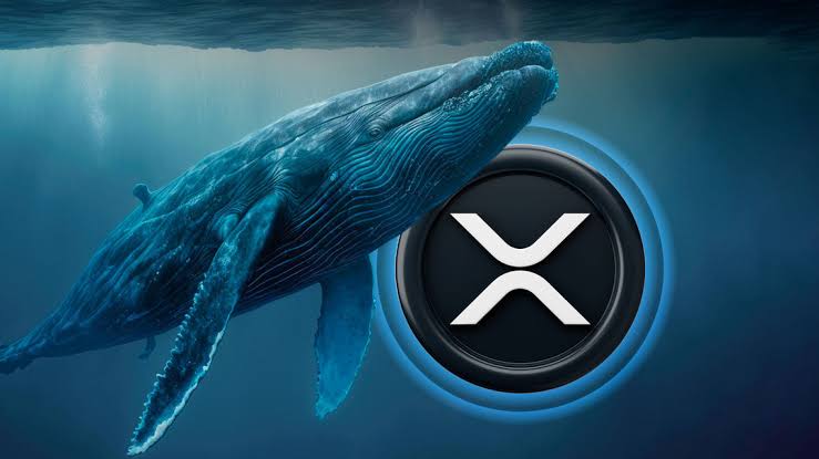 XRP Whales Move 430M Coins Amid Chris Larsen's XRP Dump