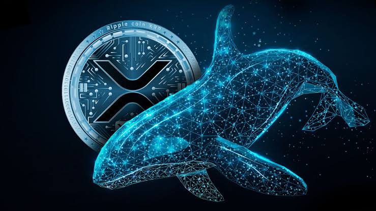 XRP Whale Activity Rises With $23.3 Million Transfer