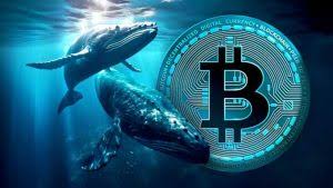 Crypto Whales Buying Spree Signals Hope and Risk for September 2025