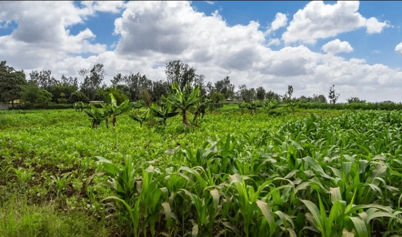 Etherisc announces the enrollment of 17K Kenyan farmers to their blockchain-based crop insurance programme..