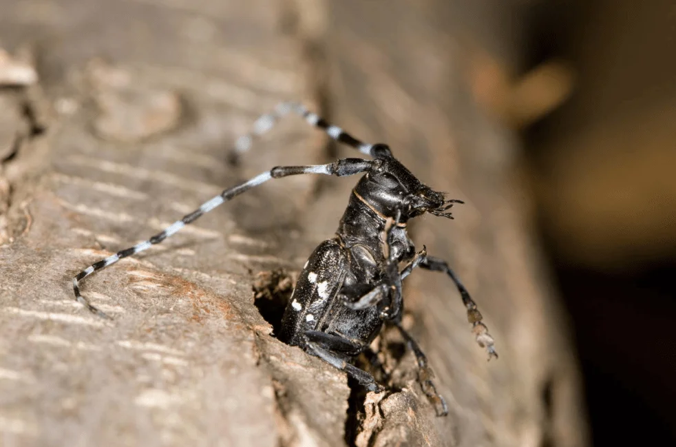 Colombian exporter developing cryptocurrency to help convey long-horned beetles to Japan