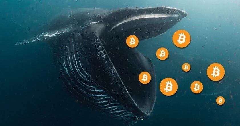 Bitcoin (BTC) Whale Trade Indicates Recovery From $40k, Here's Why 