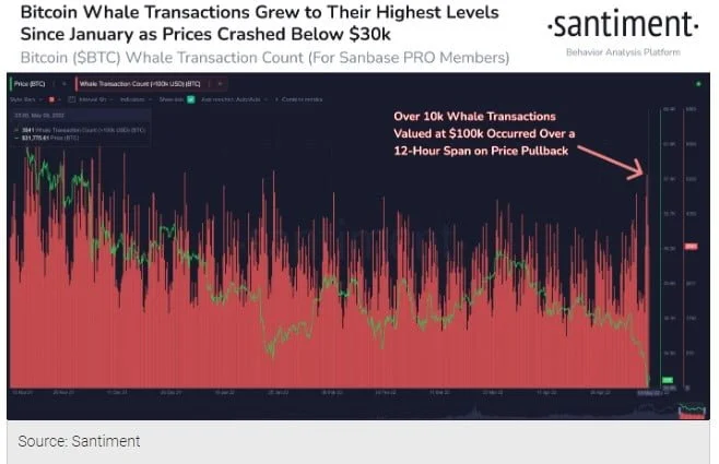 Bitcoin (BTC) Price Tumble Sees Whale Buying Below $30k