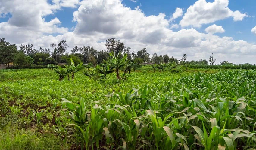 kenya crops - Coinscreed Latest Bitcoin and Crypto Updates