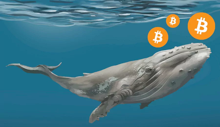 Crypto Whale Suffers $49K WBTC Loss on Fake Bitcoin ETF News