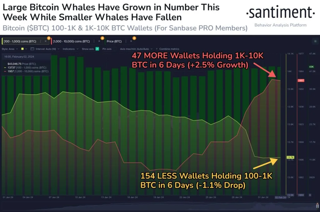 Bitcoin ETF Records 32K BTC Inflow As Whale Wallets Move