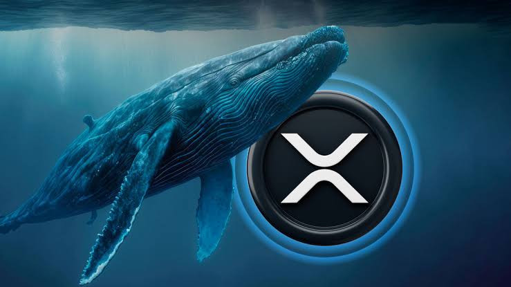 XRP Whales Move 18M Coins As Analyst Predict Price  To $33